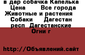 в дар собачка Капелька › Цена ­ 1 - Все города Животные и растения » Собаки   . Дагестан респ.,Дагестанские Огни г.